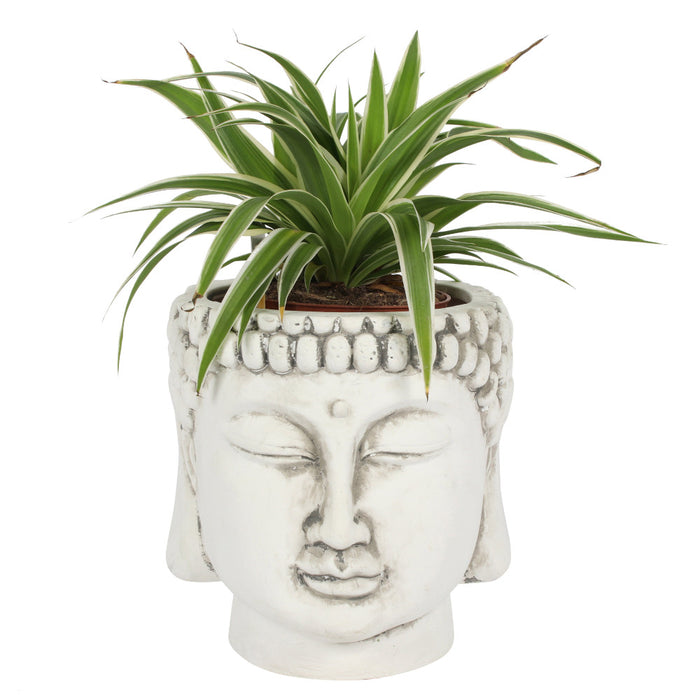 White Terracotta Buddha Head Planter